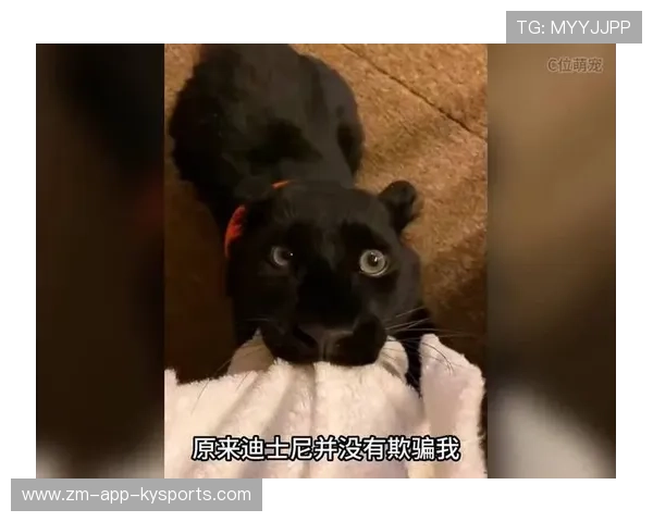 黑豹表现不佳，进攻端急需调整，黑豹必杀技有哪些